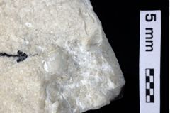 Foto (Detailansicht) von Decapoda indet. (NHMW-GEO-1990-0041-0381)